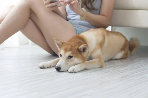 身穿蓝色连衣裙的年轻亚洲女人坐在她的狗旁边的地板上 — 图库照片