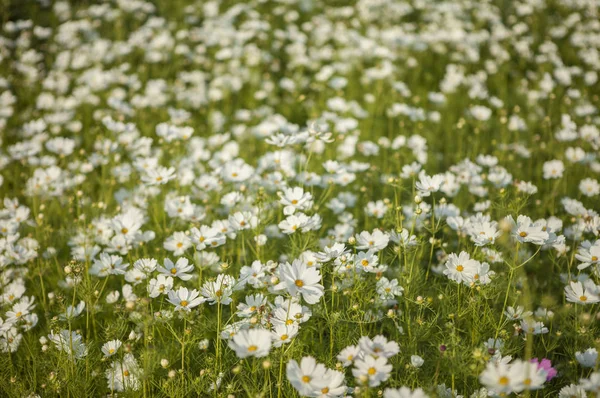 Cosmos Fleurs Sur Fond Gros Plan — Photo