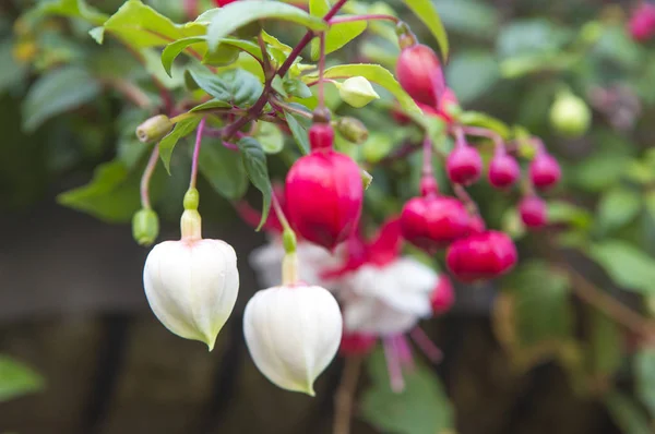 Beautiful Flowers Seattle Estados Unidos — Foto de Stock