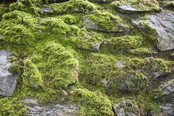 Close Shot Stone Wall Covered Moss Background — 图库照片