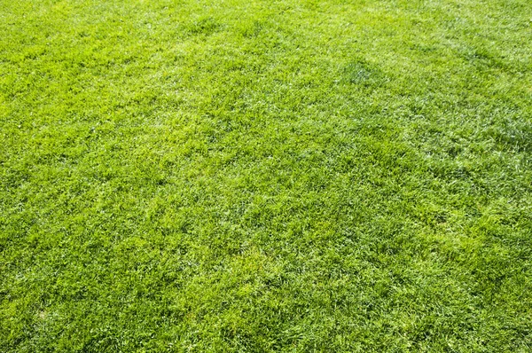 Lawn, Grass Area, on background,close up