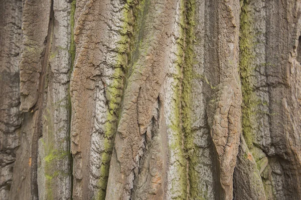 Close Shot Tree Bark Background — 图库照片