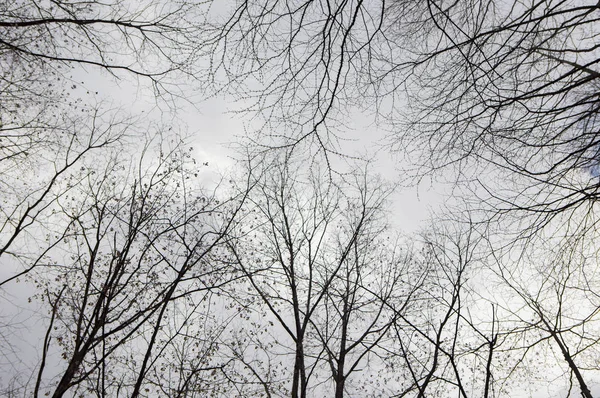 Nádherný Přírodní Pozadí Stromy — Stock fotografie