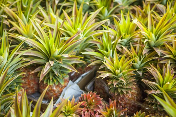 Piñas Frescas Fondo Cerca — Foto de Stock