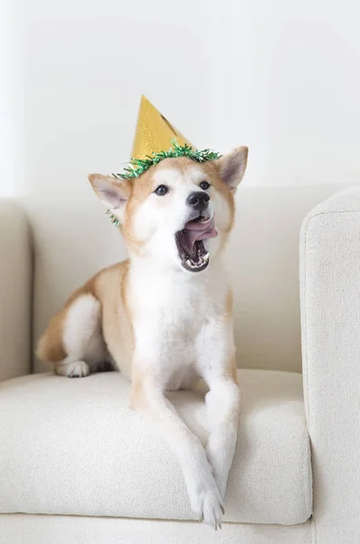 Nyår Kinesiska Nyåret Hundens Shiba Inu — Stockfoto