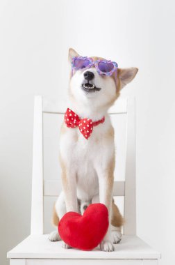 Yeni Yıl, Çin Yeni Yılı, Köpek Yılı, Shiba Inu,