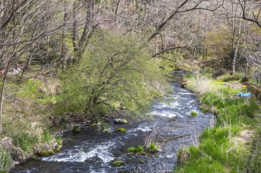 ağaçlar ile güzel doğa arka plan