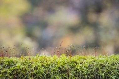 Fide, Bitki, arka planda, yakın