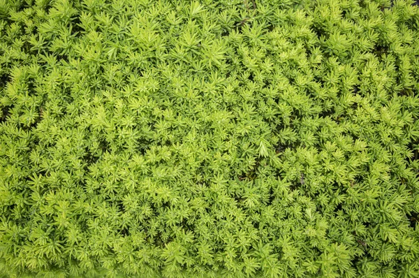 Belle Foglie Verdi Sfondo — Foto Stock