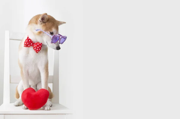 Año Nuevo Año Nuevo Chino Año Del Perro Shiba Inu —  Fotos de Stock