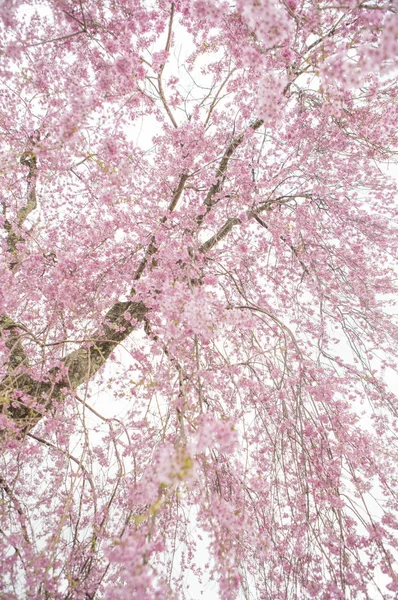 Güzel Çiçekler Ağacıyla Kiraz Çiçeği — Stok fotoğraf