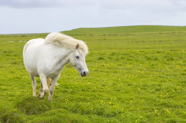 Beautiful White Horse Green Lawn — Stock Photo, Image