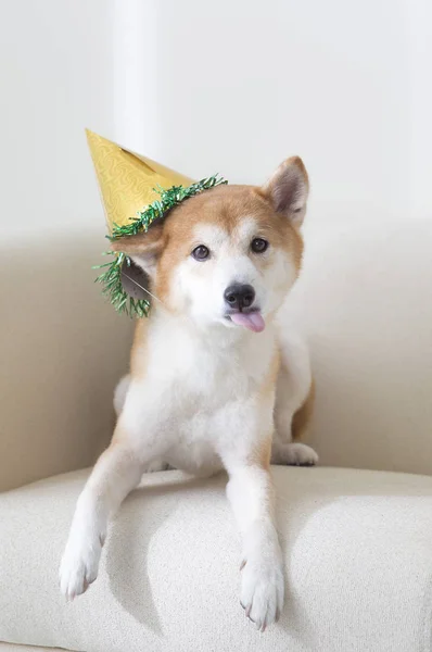 Ano Novo Ano Novo Chinês Ano Cão Shiba Inu — Fotografia de Stock