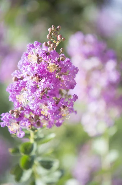 崇明岛的紫薇 — 图库照片
