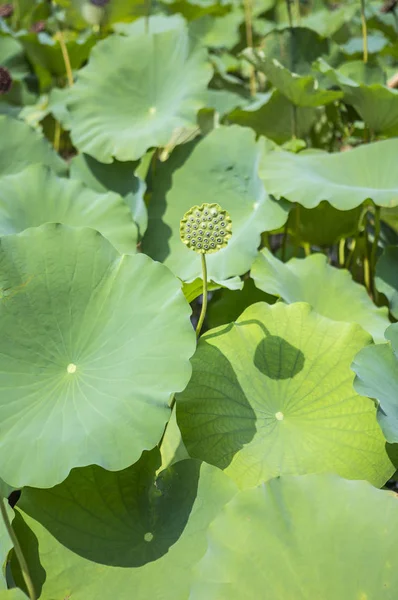Lotus Pod Semilla Loto Japón Asia — Foto de Stock