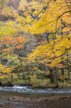 Oirase Nehri, Akarsu ve arka planda ağaçlar