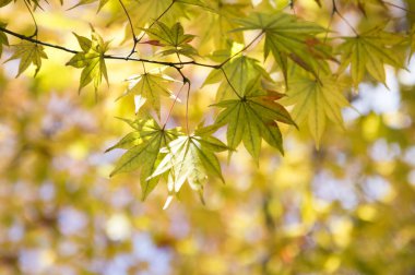 Akça ağaç arka plan üzerinde yaprakları ile