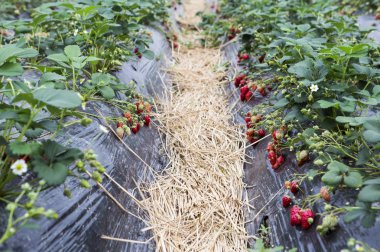 arka planda taze, kırmızı çilek