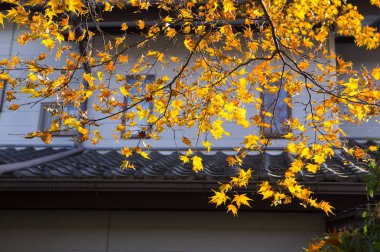 Akça ağaç arka plan üzerinde yaprakları ile