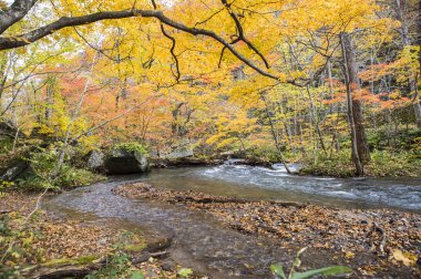 Oirase Nehri, Akarsu ve arka planda ağaçlar