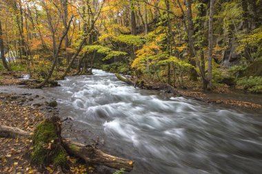 Oirase Nehri, Akarsu ve arka planda ağaçlar