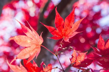 Akça ağaç arka plan üzerinde yaprakları ile