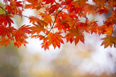 Akça ağaç arka plan üzerinde yaprakları ile