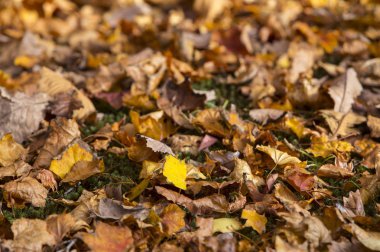 Arka planda, sonbahar yaprakları yakın çekim