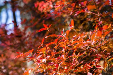 arka planda güzel sonbahar yaprakları