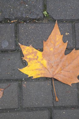 arka planda sonbahar Yaprak, yakın