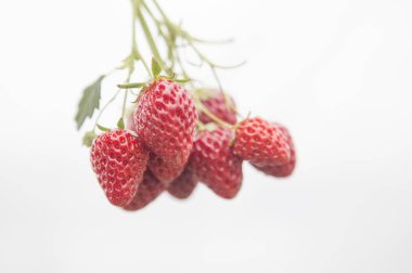 arka planda taze, kırmızı çilek