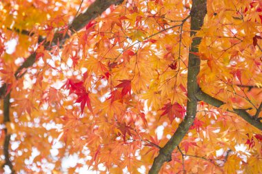 Akça ağaç arka plan üzerinde yaprakları ile