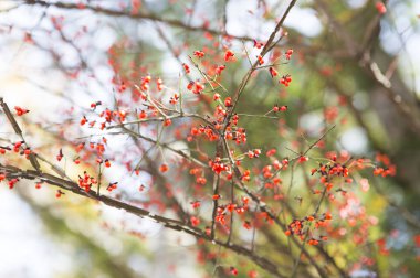 Rice çeltik tarlası yakın plan, pirinç bitkileri arka plan