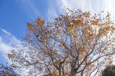 Akça ağaç arka plan üzerinde yaprakları ile