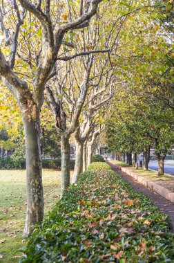 çınar ağaçları bir parkta