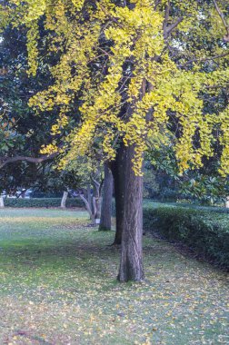 Ginkgo ağaçları Sonbahar Park