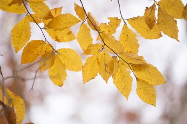 arka planda güzel sonbahar yaprakları