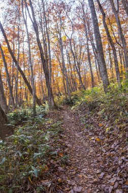 Towada Hachimantai Milli Parkı, sonbahar manzarası
