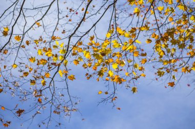 Akça ağaç arka plan üzerinde yaprakları ile