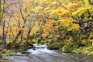 Oirase Nehri, Akarsu ve arka planda ağaçlar