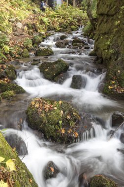 Oirase Nehri, Akarsu ve arka planda ağaçlar