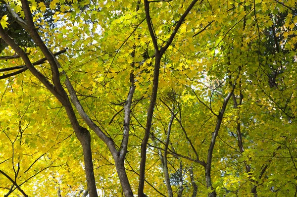 在日本 亚洲的枫树与叶子 — 图库照片