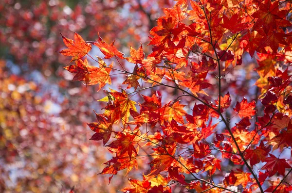 Red Maple Leaves Заднем Плане — стоковое фото