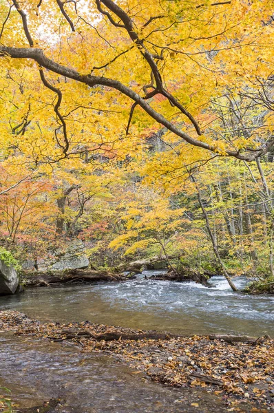 Rivière Oirase Ruisseau Arbres Arrière Plan — Photo