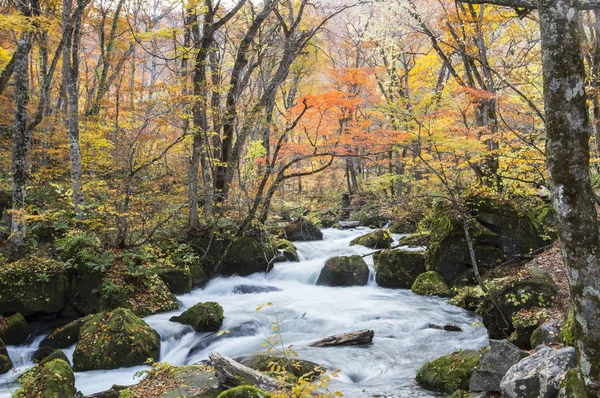 Rivière Oirase Ruisseau Arbres Arrière Plan — Photo