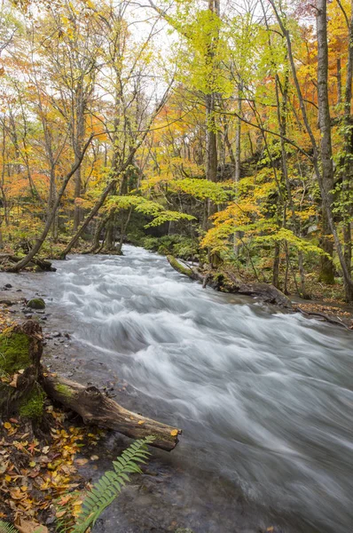 Rivière Oirase Ruisseau Arbres Arrière Plan — Photo