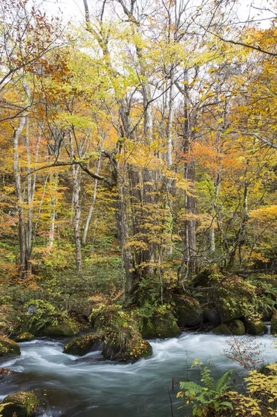 Rivière Oirase Ruisseau Arbres Arrière Plan — Photo