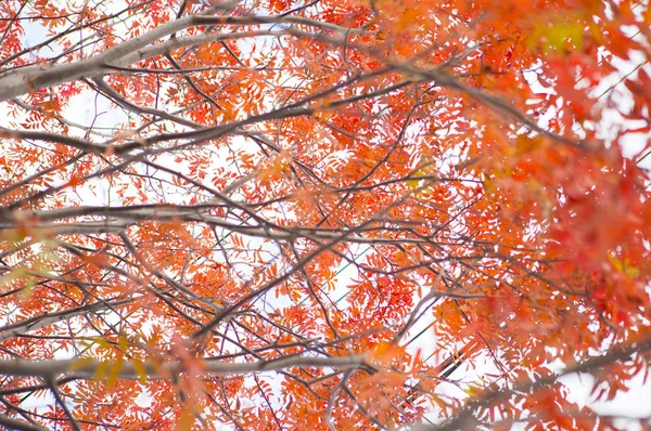 Bela Árvore Fundo Natureza — Fotografia de Stock