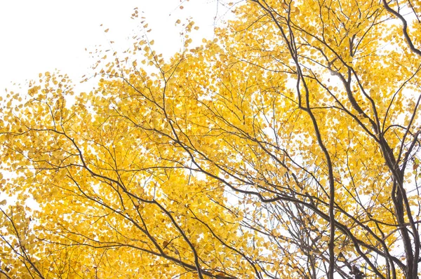 Hermoso Árbol Sobre Fondo Naturaleza —  Fotos de Stock