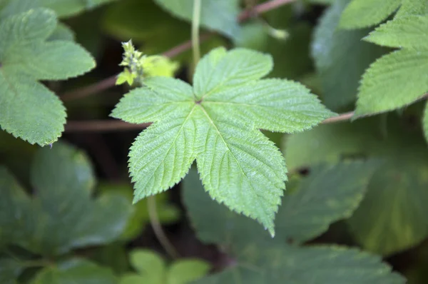 Grüne Blätter Hintergrund Nahaufnahme — Stockfoto
